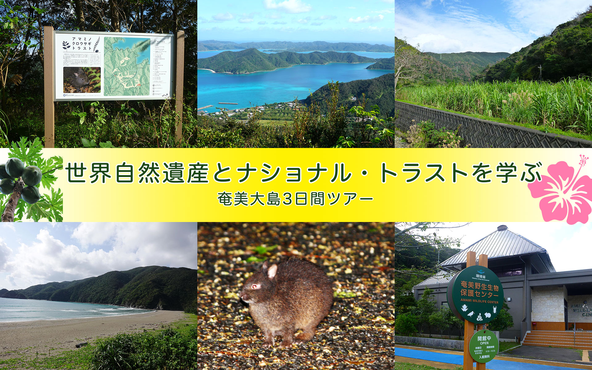 世界自然遺産とナショナル・トラストを学ぶ 奄美大島3日間ツアー